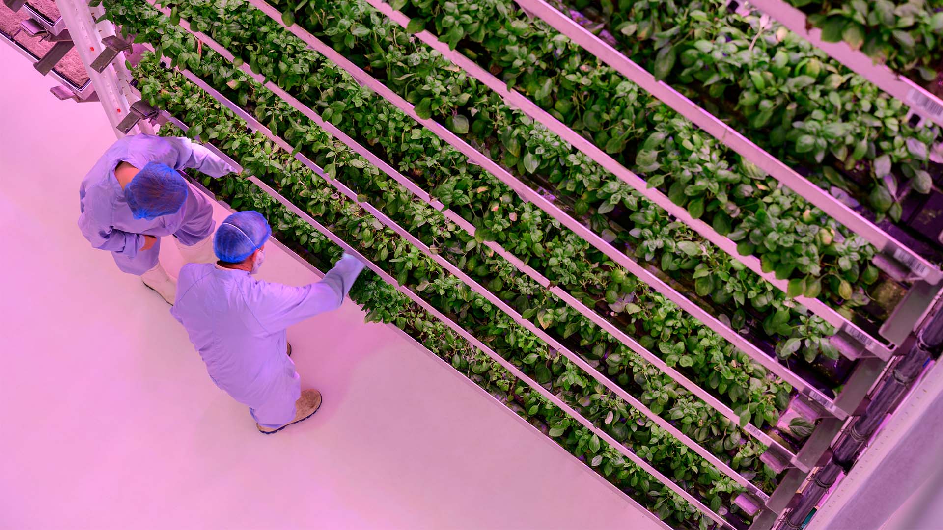 Workers monitoring growth of young basil plants within a vertical hydroponic system.